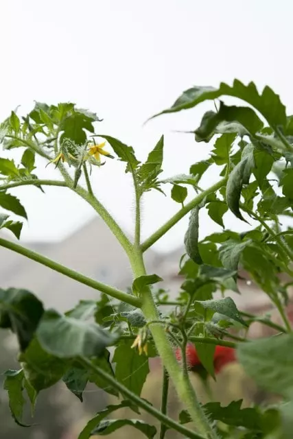 how and when to prune tomato plants