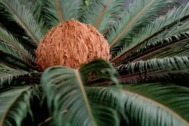 how often to fertilize sago palm