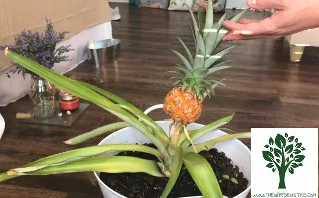 how to fertilize pineapple in a pot lack of nutrients