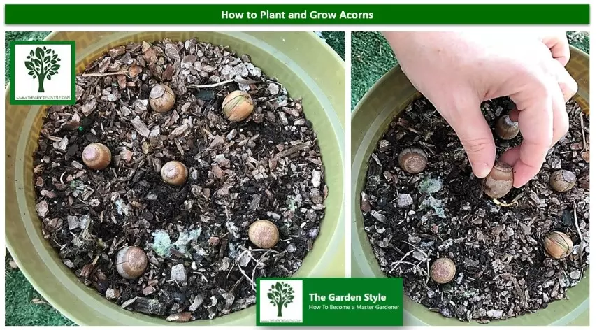 sowing acorns in a Pot 