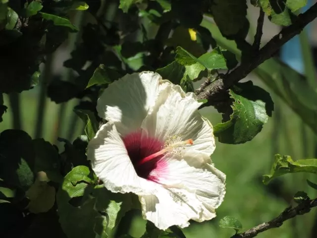 how to prune hibiscus for winter