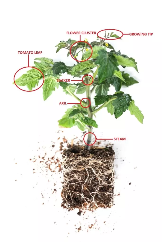 how to prune tomato plants diagram