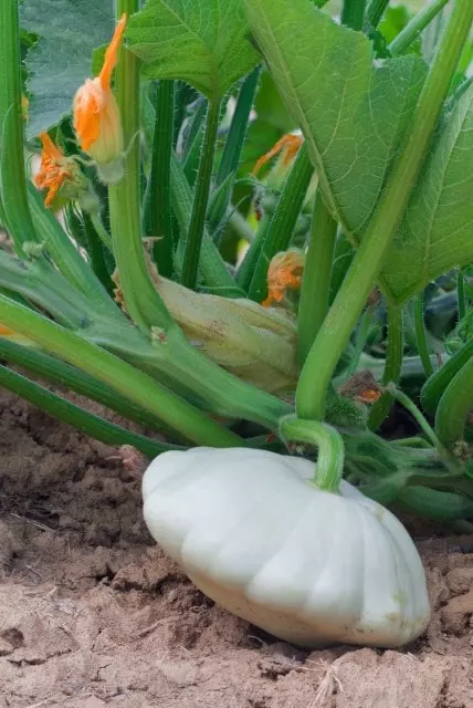 how to store early white scallop squash