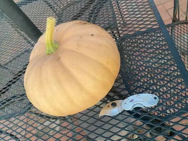 how to store long island cheese pumpkin
