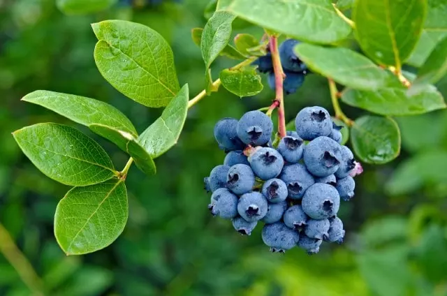 how to transplant blueberry bushes