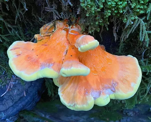 wild orange mushrooms in lawn