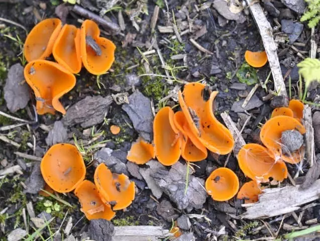 orange peel fungus