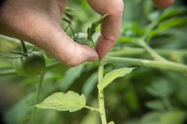 removing suckers from tomato plants