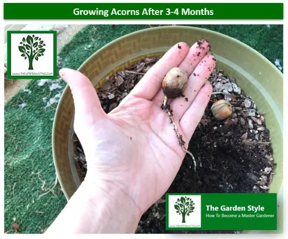 growing acorns in pots