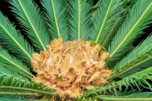 sago palm fertilize how and when to fertilize
