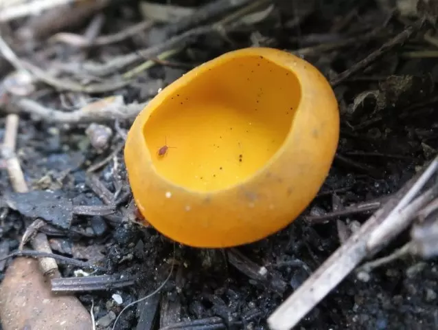 spring orange peel fungus