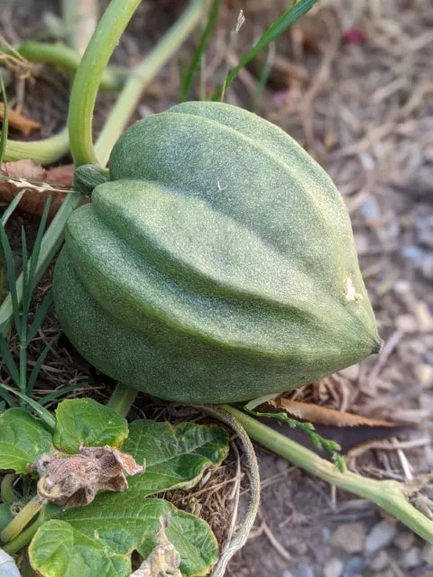when is acorn squash ready to harvest