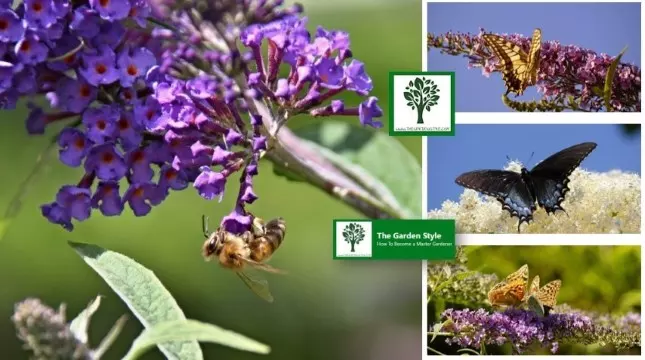 Butterfly Bush Buddleja davidii hardiness zones from 5 to 9 as Red plume, purple haze, White bouquet, Inspired Violet, Flutterby Petite™, Tutti Fruitti Pink, Blue Chip Jr.,