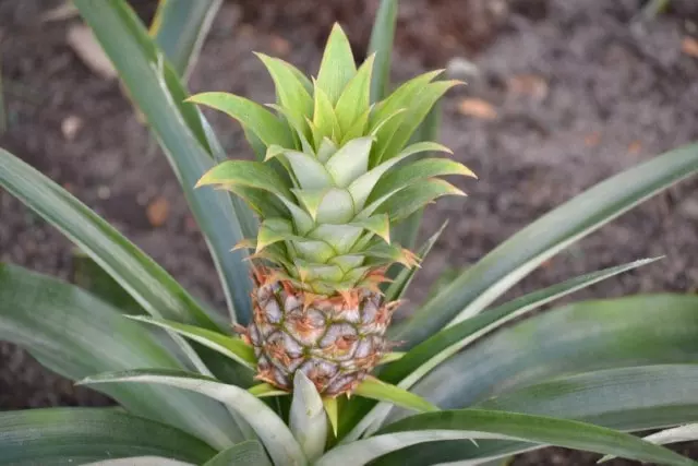 when to fertilize pineapple plant