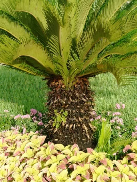 when to fertilize sago palm