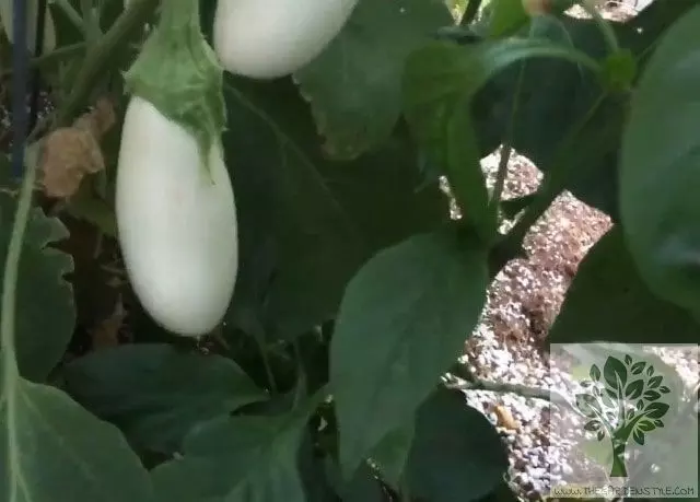 when to harvest casper eggplant