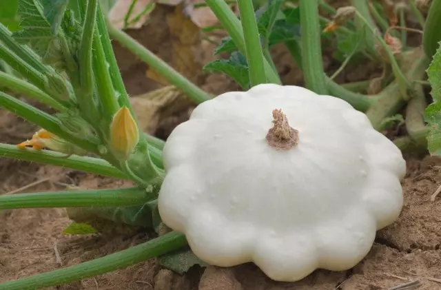 when to harvest early white scallop squash guide