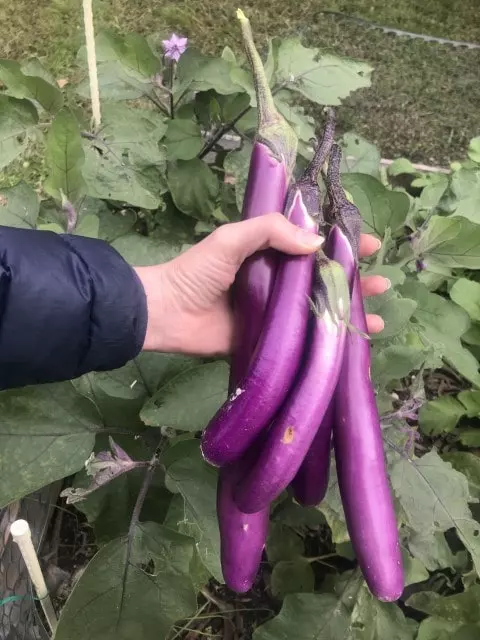when to harvest japanese eggplant