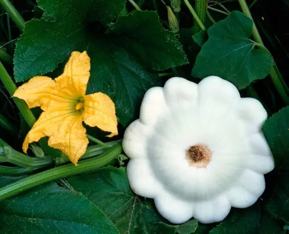 when to harvest pattypan squash guide