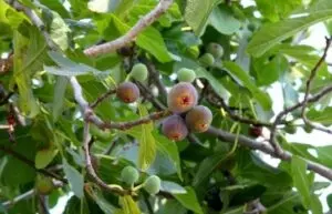 when to prune fig trees guide