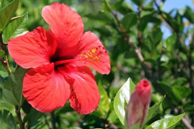 when to prune hibiscus for winter guide