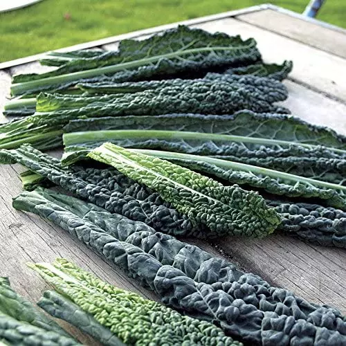 how and when to harvest black magic kale