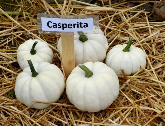 how and when to harvest casperita pumpkins