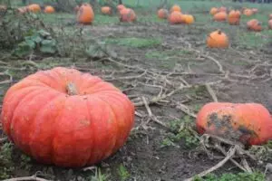 how and when to harvest cinderella pumpkins