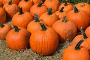 how and when to harvest sugar pumpkins