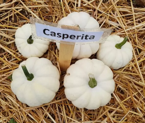 how to store casperita pumpkins