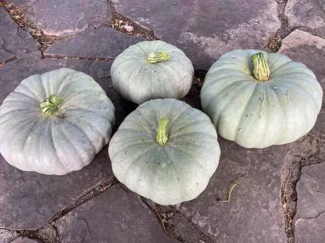 how to store jarrahdale pumpkin