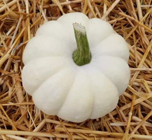 when to harvest casperita pumpkins