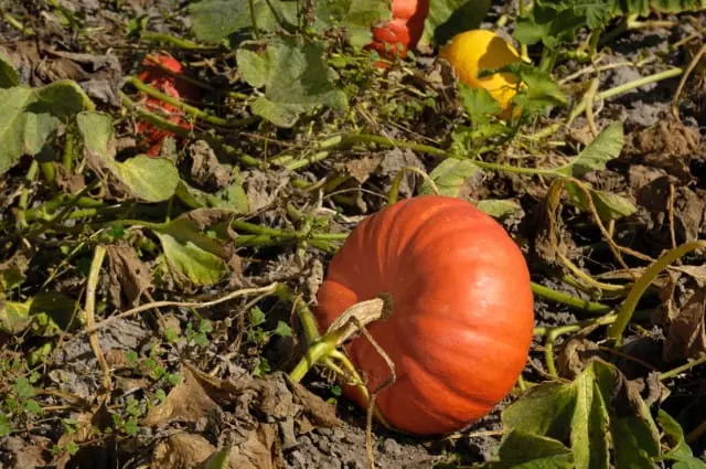 when to harvest cinderella pumpkins
