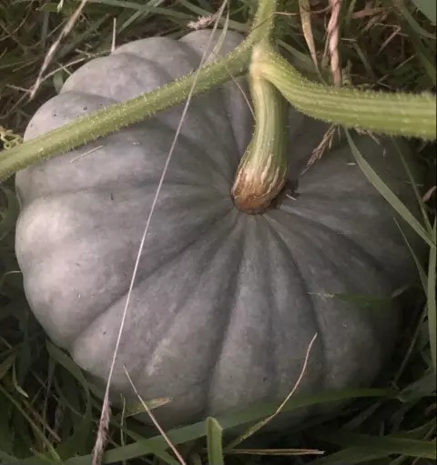 when to harvest jarrahdale pumpkin