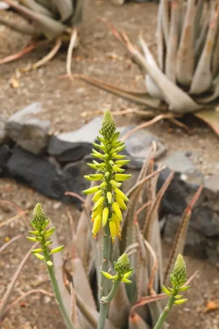 aloe vera succulents with yellow flowers
