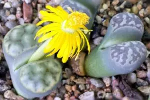 amazing succulents with yellow flowers