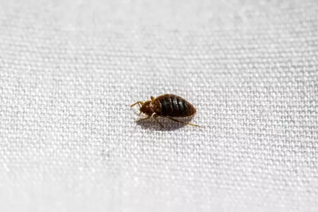 bed bug tiny black bugs look like poppy seeds