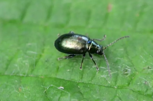 flea beetle tiny bug
