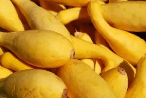 how and when to harvest crookneck squash