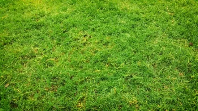 how often can i apply sulfur to my lawn