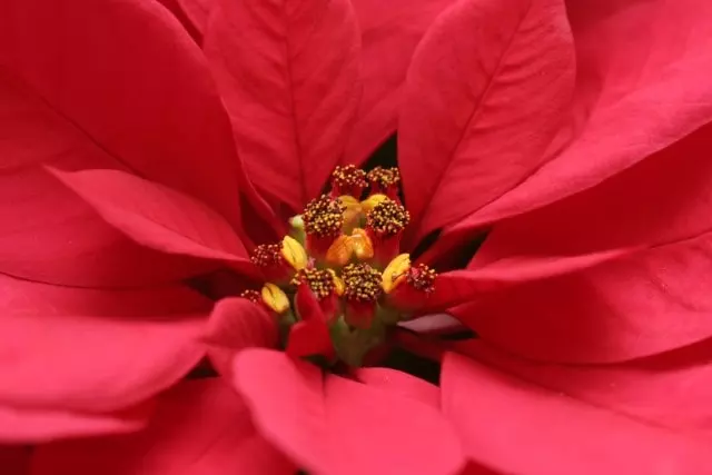 how to propagate poinsettia from cuttings in the philippines
