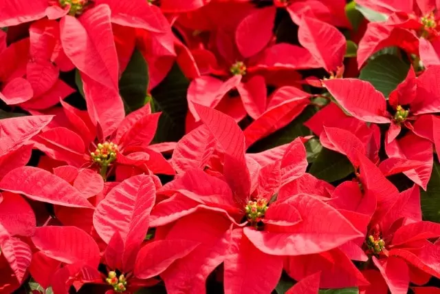 how to propagate poinsettia from cuttings
