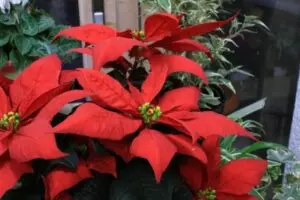 how to propagate poinsettia in the philippines