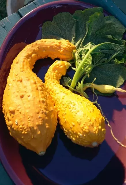 pick and store crookneck squash 