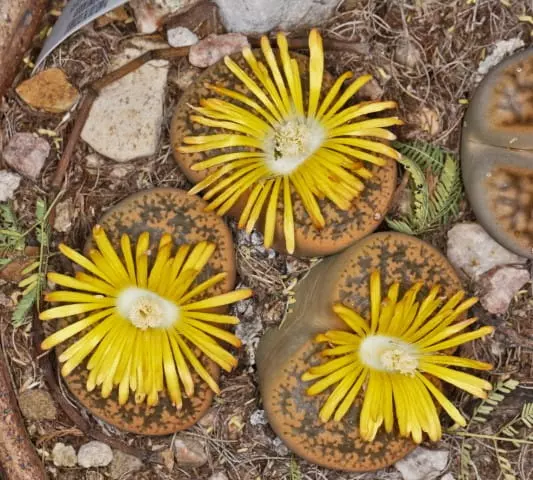 lithops succulent yellow flowers