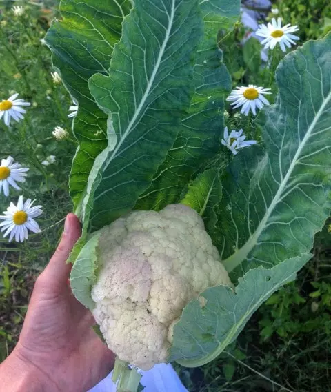 when is cauliflower ready to harvest