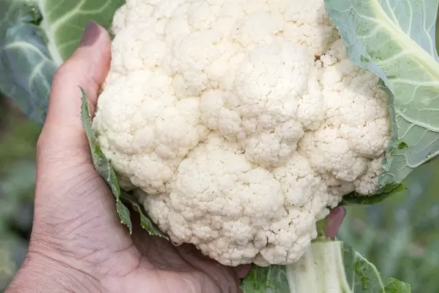 when to harvest cauliflower