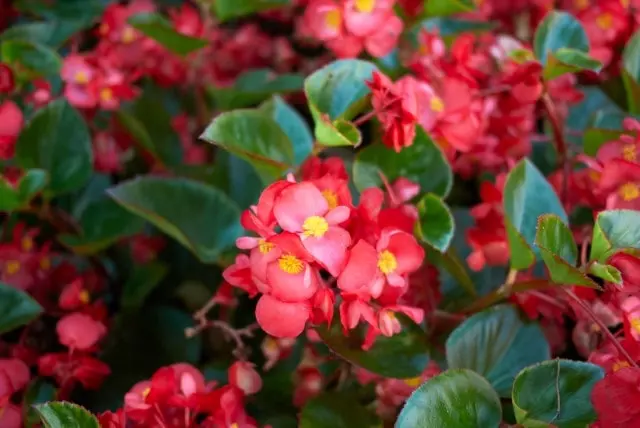 begonia flowers that grow in florida year round