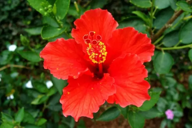 hibiscus flowers that grow in florida year round