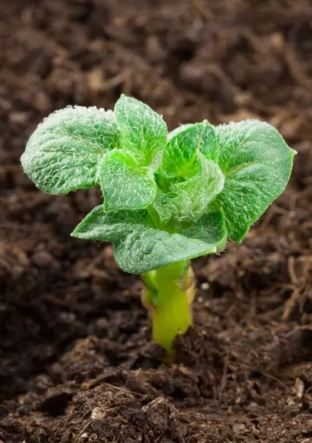 soil for potatoes in oklahoma